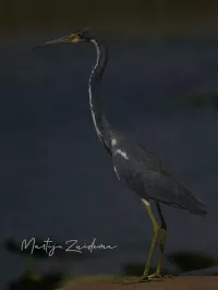 Witbuikreiger [Egretta tricolor]